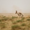Kulan