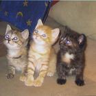 Preview cat1