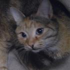 Preview cat2