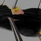 Preview image011