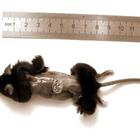 Preview image013