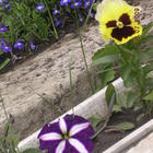 Preview dscn0451