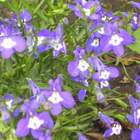 Preview dscn0460