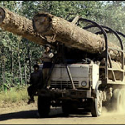 Main 419578940801timberap