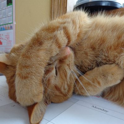 Main cat stress 1024x768