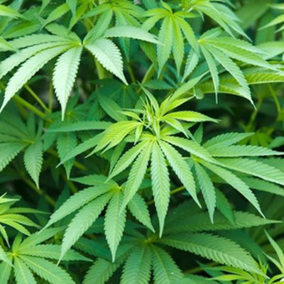 Main v ukraine legaliziruyut marihuanu