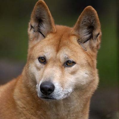 Main %d0%9f%d1%91%d1%81